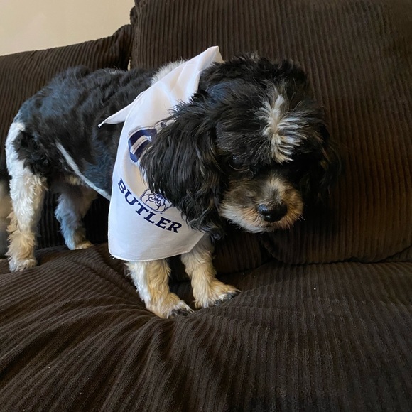 Butler University Other - Butler “Dawg” White and Navy Dog Bandana